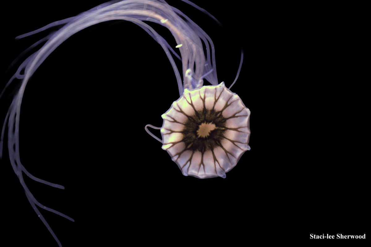 Jellyfish
