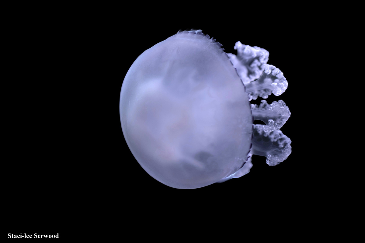Jellyfish