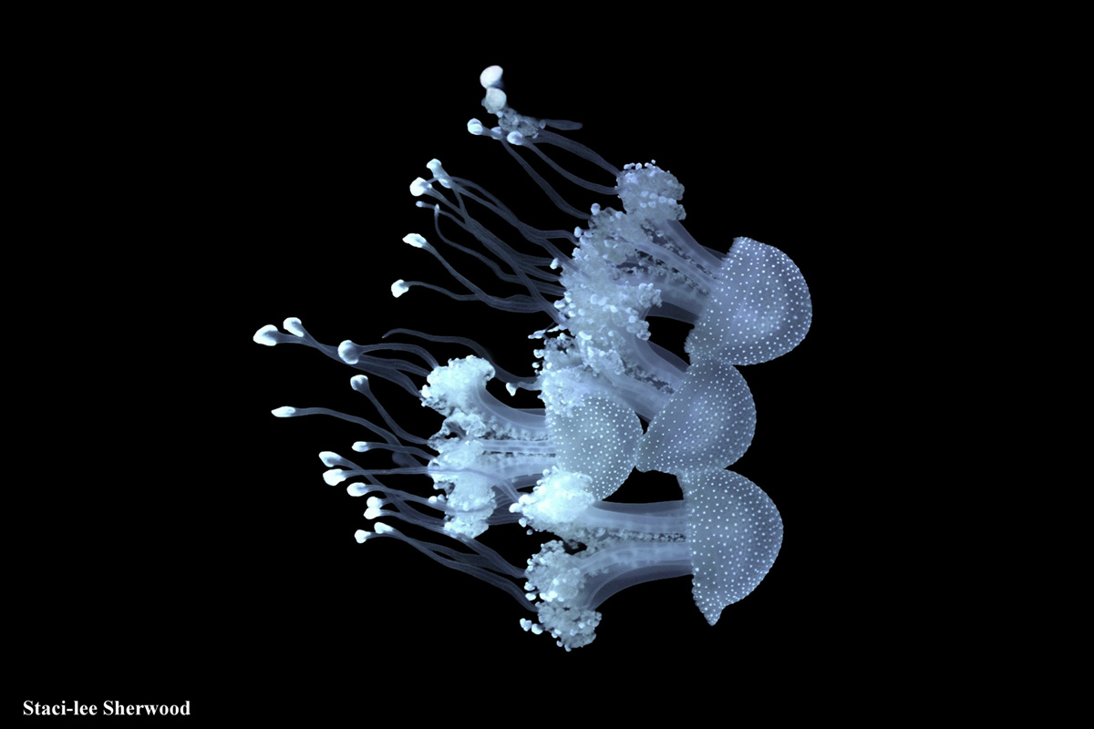 Jellyfish