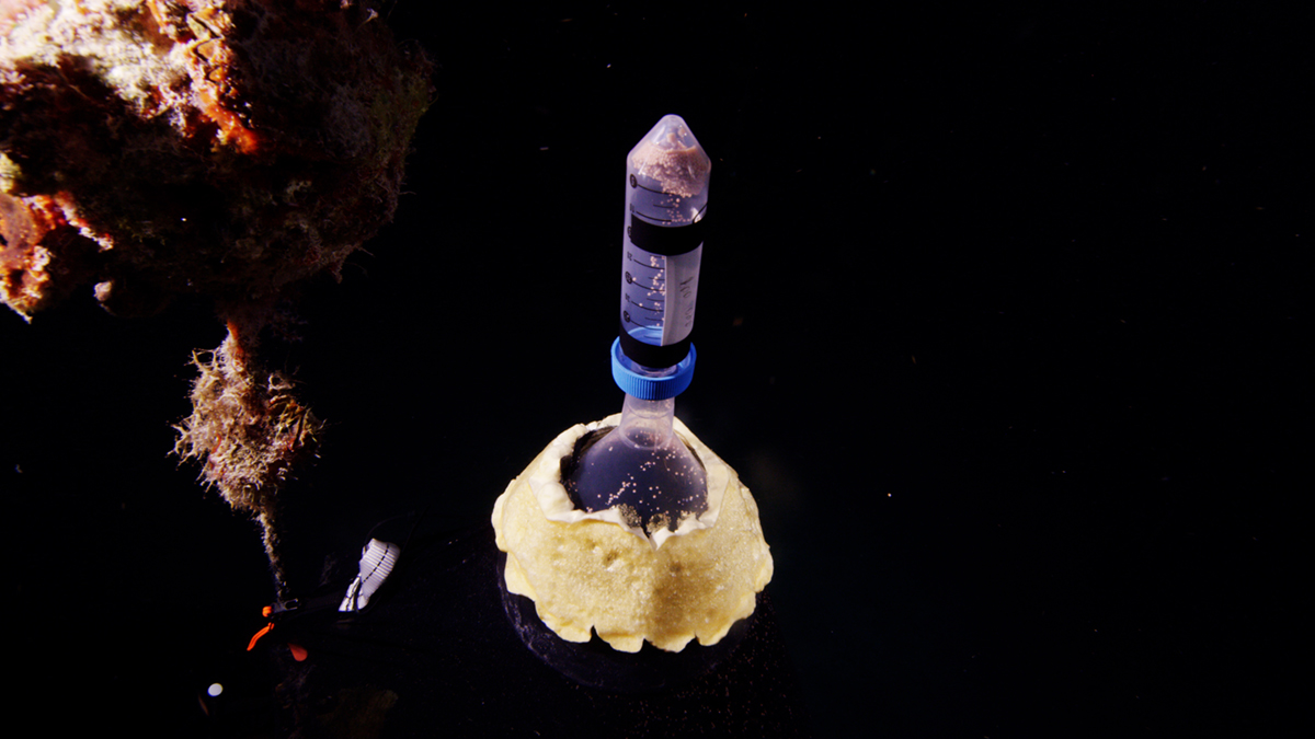 Collection Tube, Frazier Nivens Ocean Imaging copy