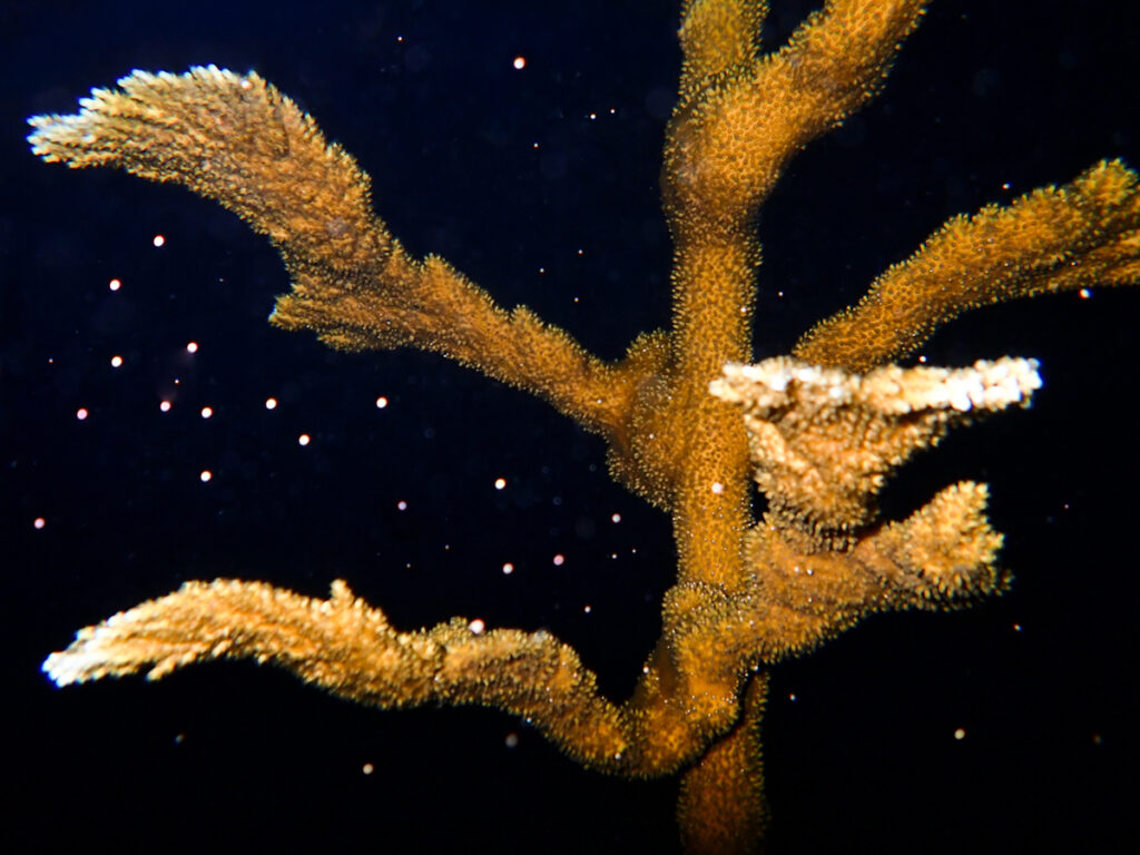 © Mote Marine Laboratory