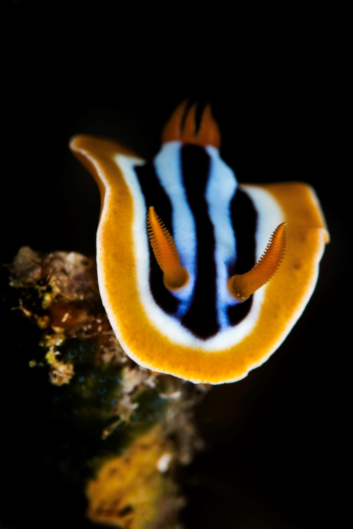Red Sea Aggressor V