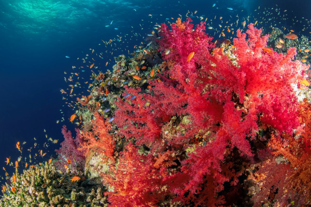 Red Sea Aggressor V