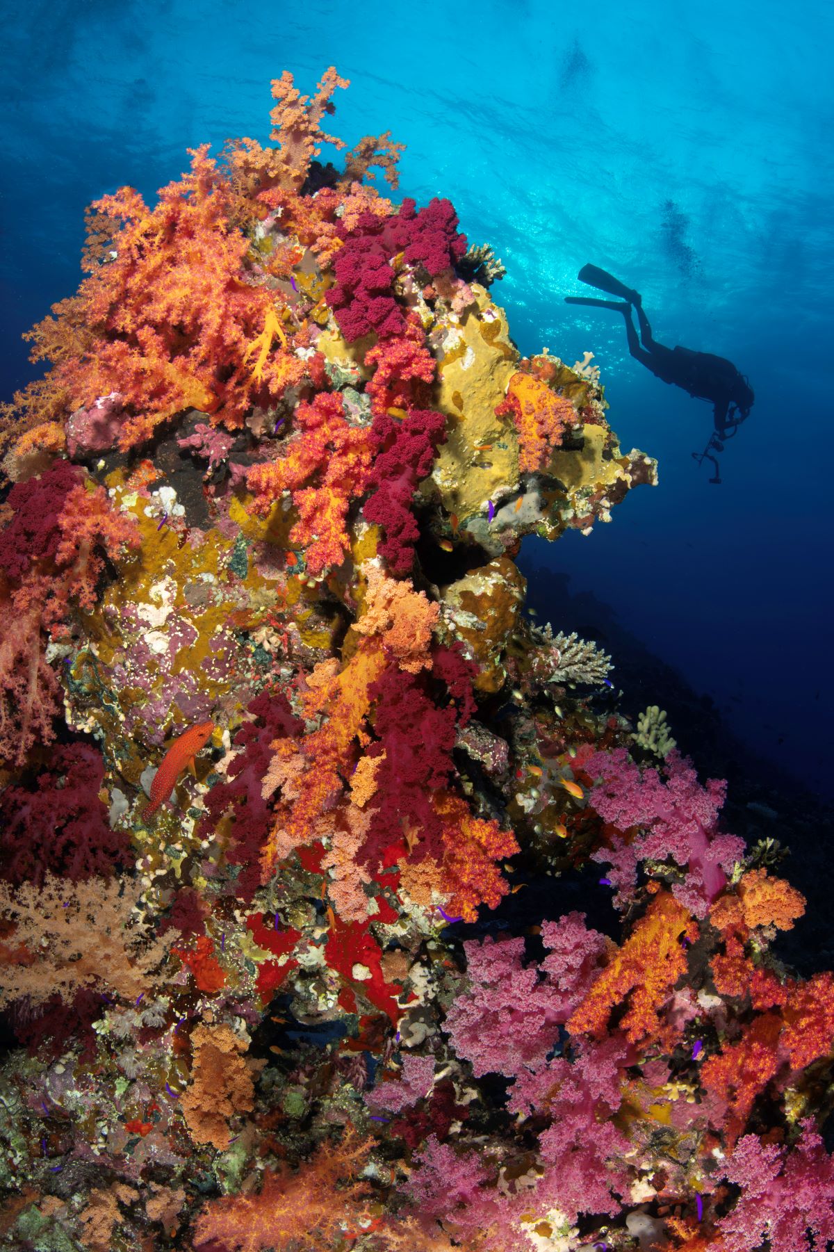 Red Sea Aggressor V
