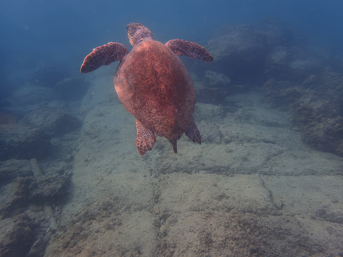 Green Turtle