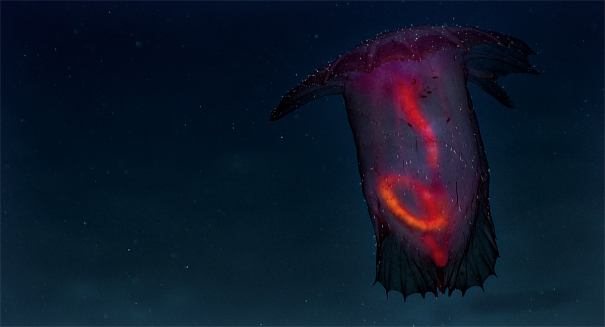 Barbie Pig.