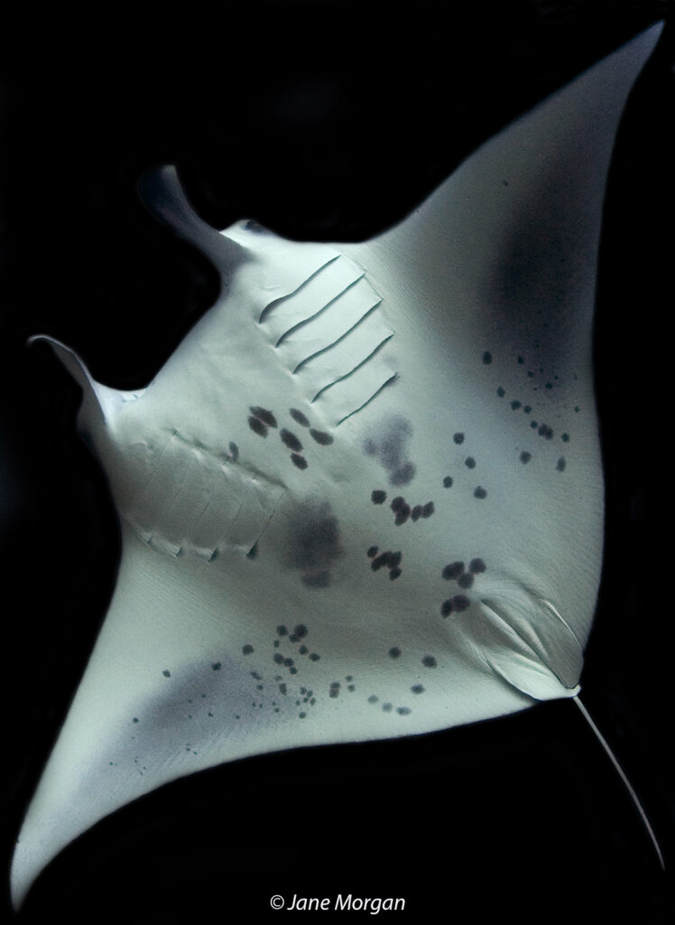 MANTA