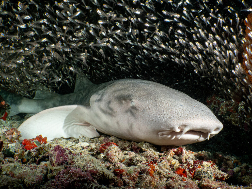 Nurse Shark by Libby Gawith. Shot on OM1 with WWL-C