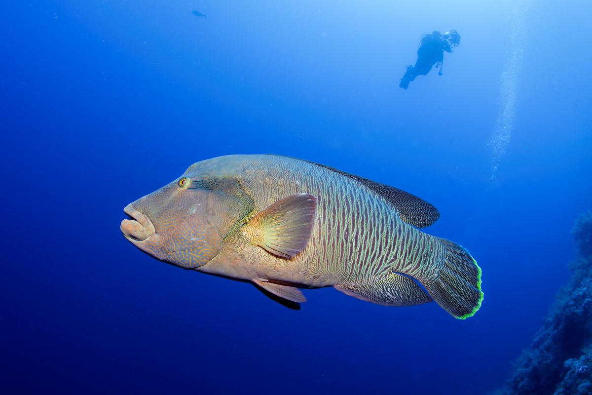 Red Sea Aggressor V