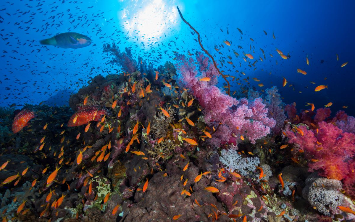 Red Sea Aggressor V