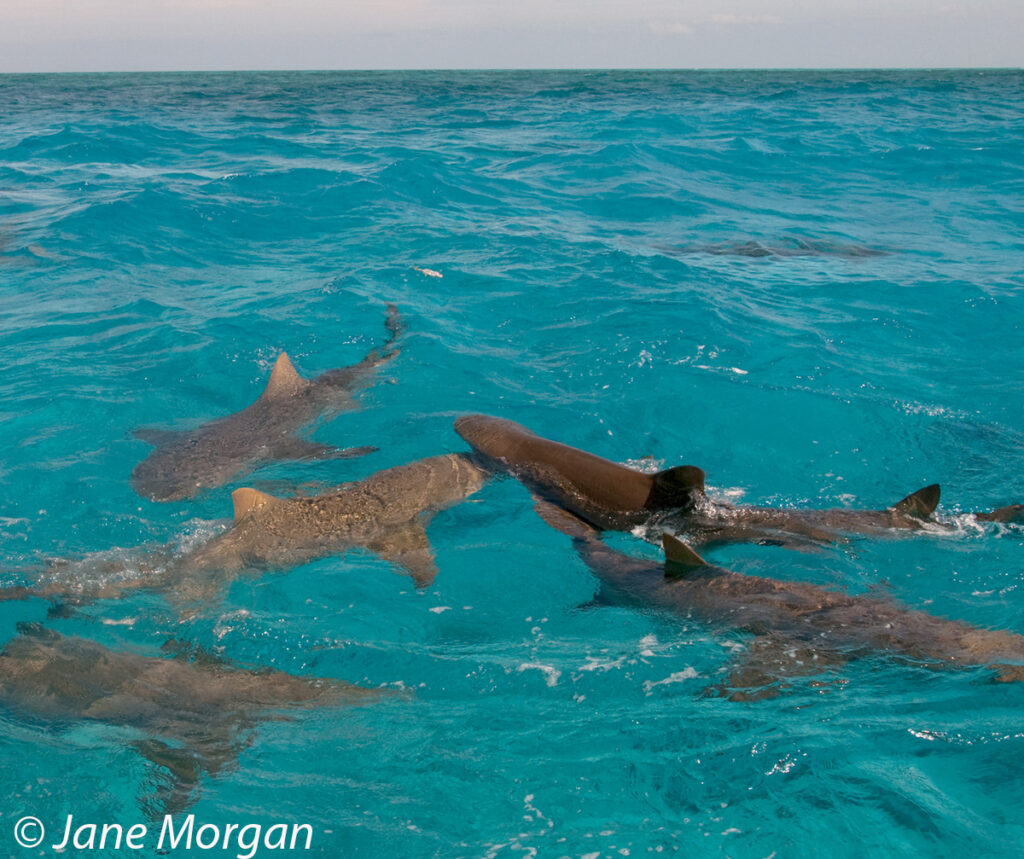SHARKS