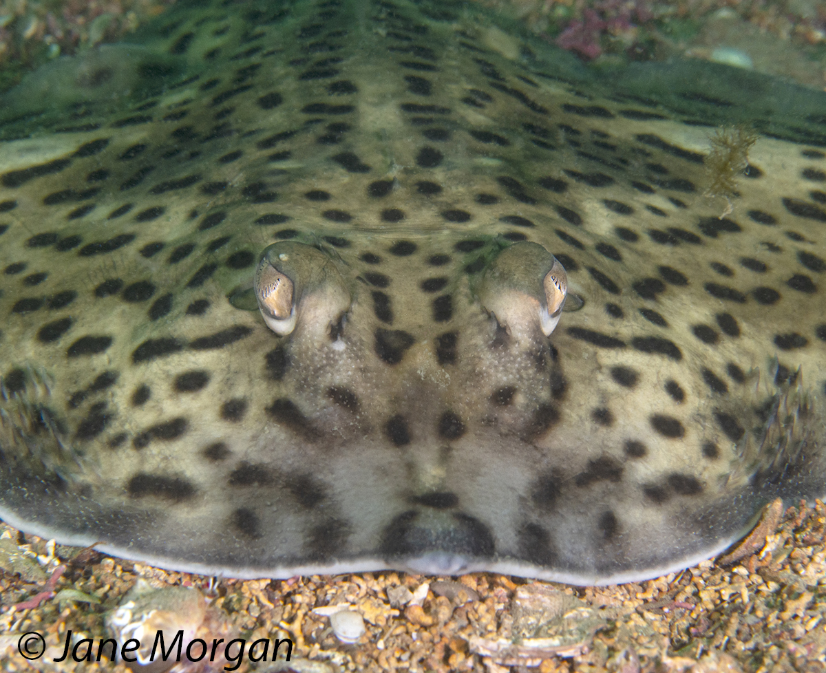 THORNBACK RAY 