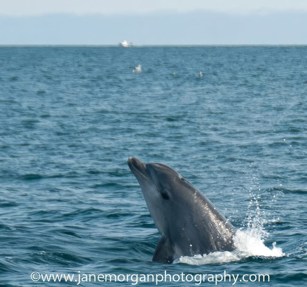 Dolphin © JANE MORGAN