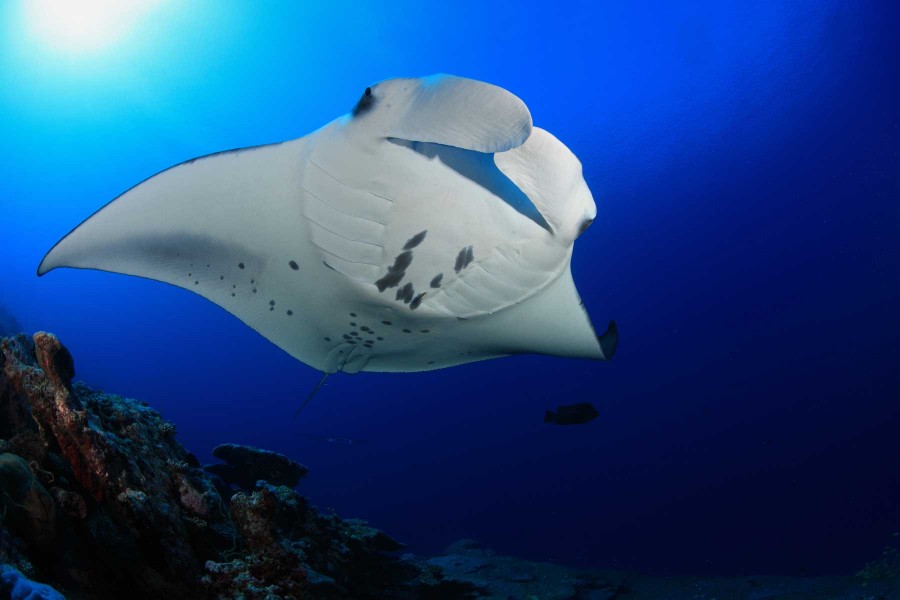 World Manta Day