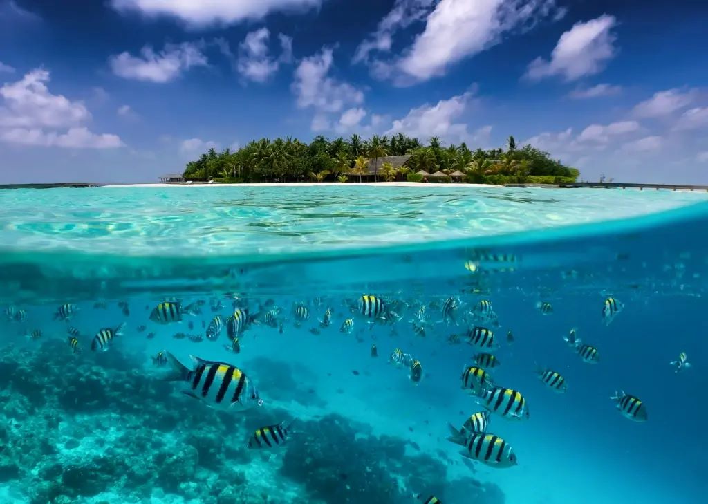 House Reef Diving
