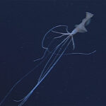 BigFin Squid © 2026 MBARI
