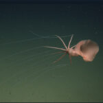 BigFin Squid © 2026 MBARI