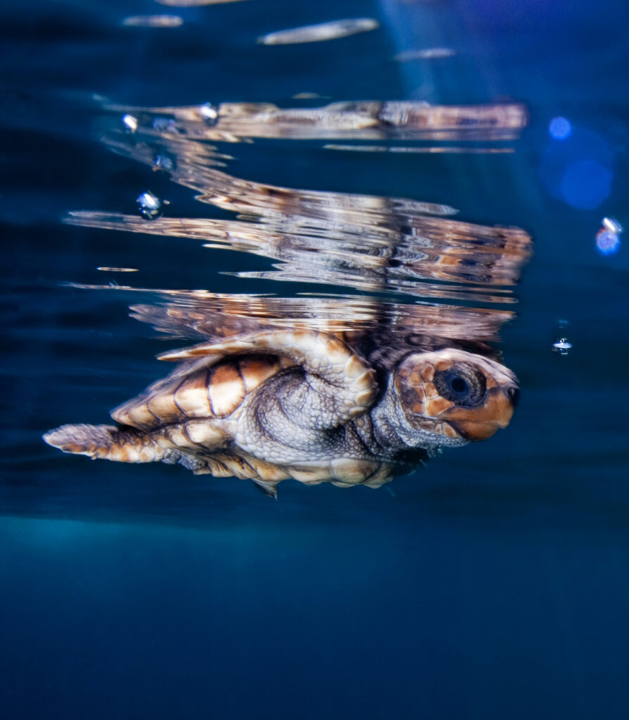 Loggerhead
