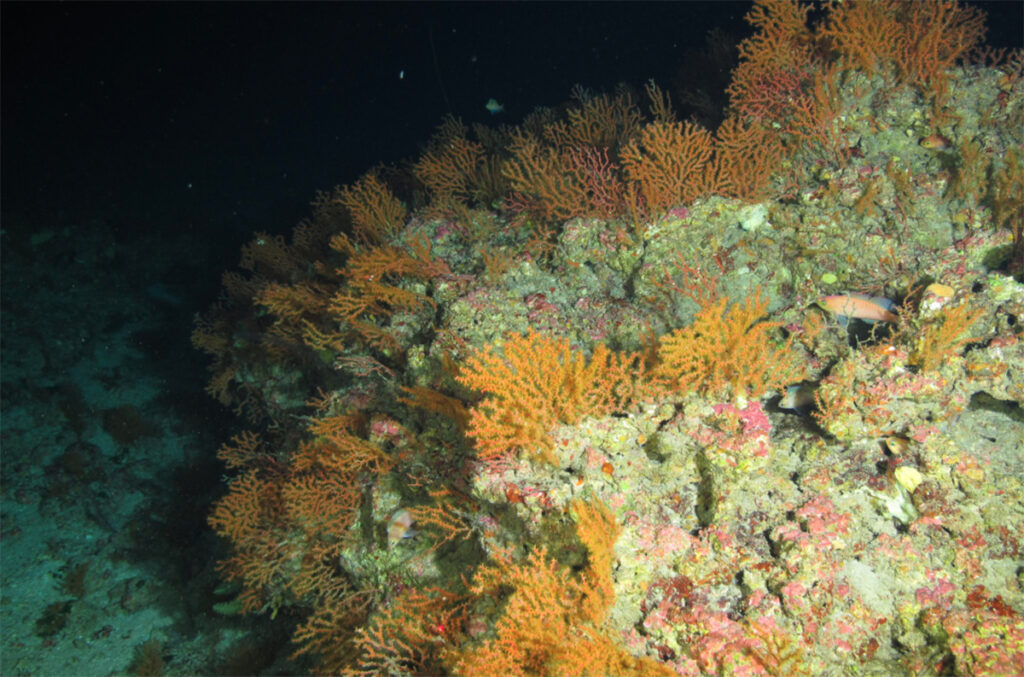 Deep-water corals