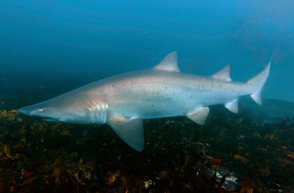 Sharks