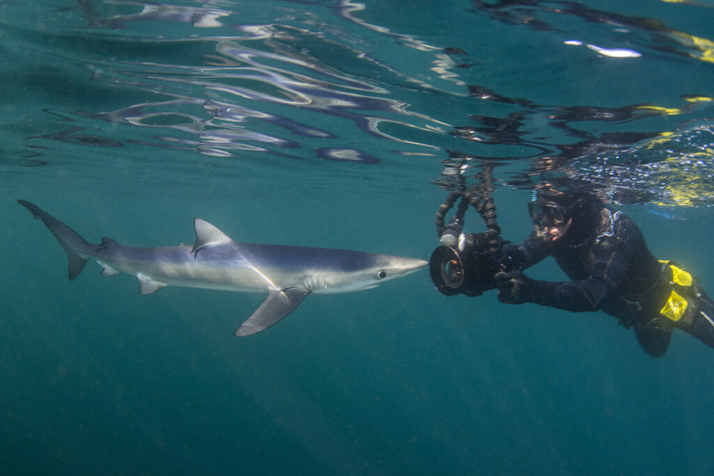 Blue Shark