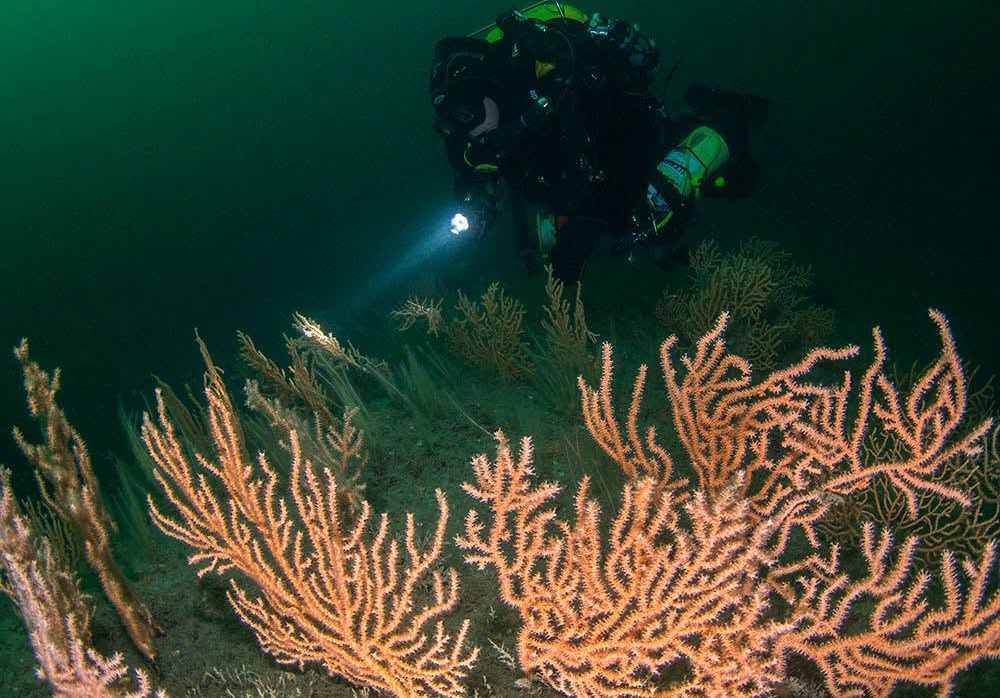PINK SEA FAN