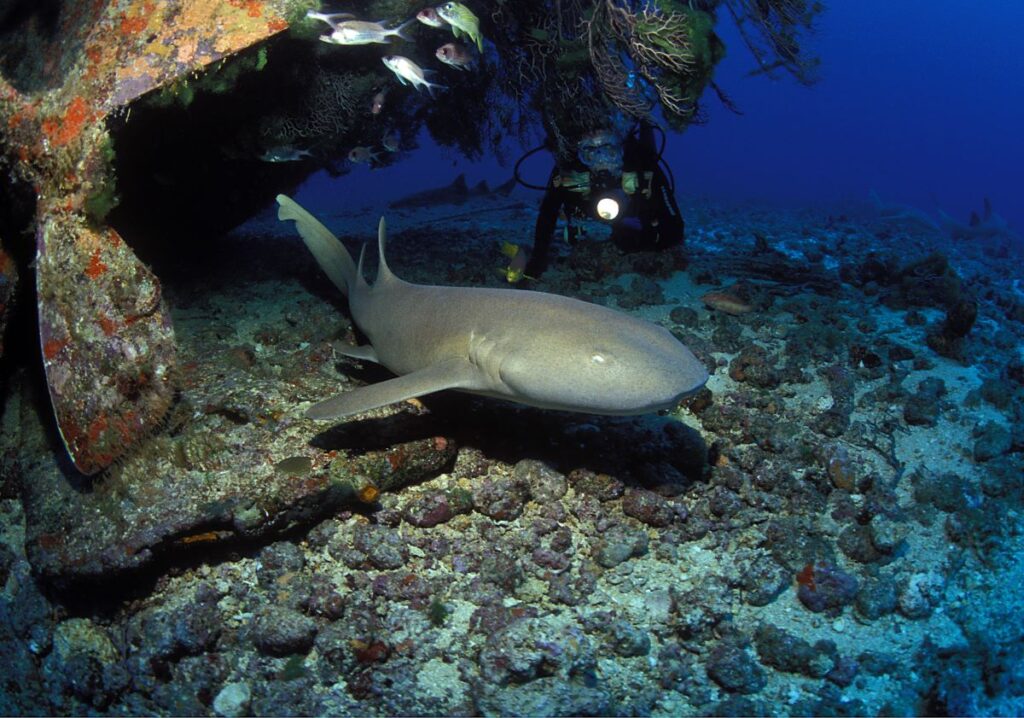 Grenada Dive & Conservation Festival